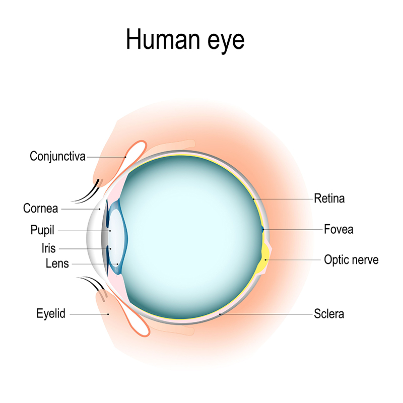 (Diagram: Structure of the human eye, showing why contact lenses can't get stuck behind the eyeball.)
