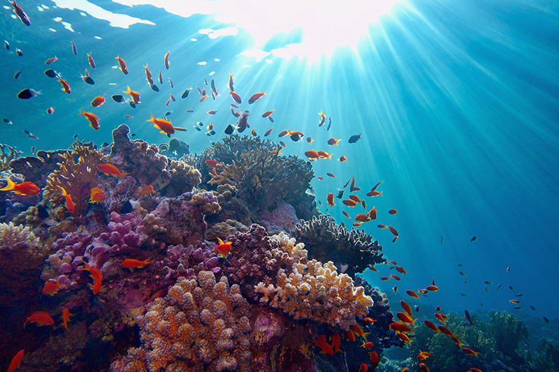 Photo of Coral reef